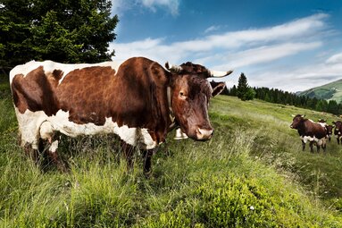 Brown and white cows on a mountain pasture with meadows, conifers and mountain slopes in the background. | © SalzburgerLand Tourismus, Helge Kirchberger Photography