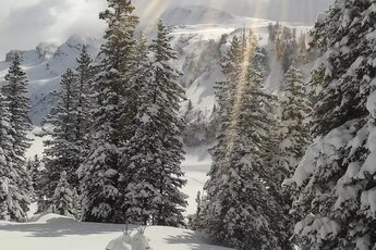 Snow-covered conifers in the Rauris primeval forest, with snowy mountain slopes in the background. | © Raurisertal