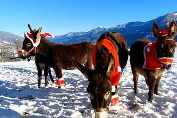 Three Christmas-decorated donkeys in the snow with mountains behind them at Biohof Leitner. | © Biohof Leitner, Martina Mühlbauer