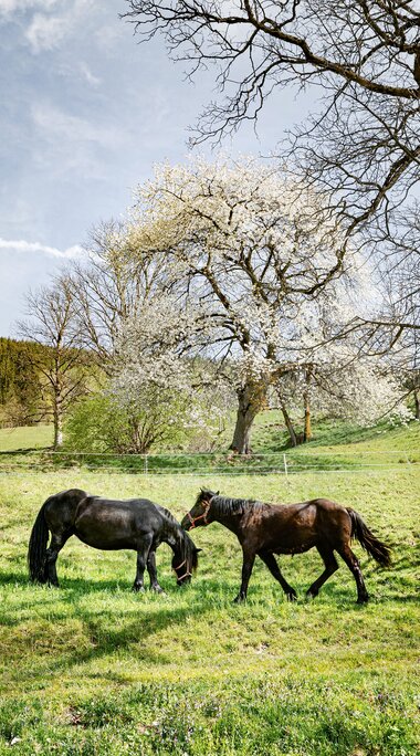 Two horses on a green meadow with a flowering fruit tree and mature deciduous trees in Piesendorf Niedernsill. | © TVB Piesendorf Niedernsill, Foto Harry Liebmann 