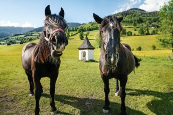 Two dark horses stand in a meadow by a small chapel, surrounded by green hills. | © TVB Piesendorf Niedernsill, Foto Harry Liebmann 