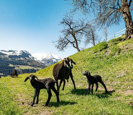 Black sheep with two lambs on a meadow at Hochbürgl, with snow-covered mountains in the background. | © TVB Piesendorf Niedernsill, Foto Harry Liebmann 