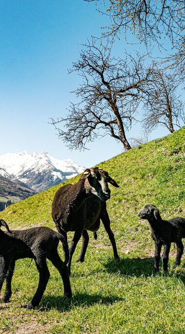 Black sheep with two lambs on a meadow at Hochbürgl, with snow-covered mountains in the background. | © TVB Piesendorf Niedernsill, Foto Harry Liebmann 