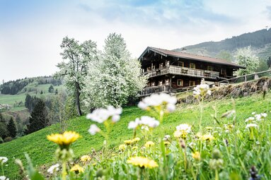 Traditional wooden house on a mountainside with flowering trees and meadow flowers in the foreground. | © TVB Piesendorf Niedernsill, Foto Harry Liebmann 