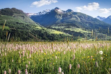 Blumenwiese bei Piesendorf mit rosa Blüten und Blick auf die Hohe Arche und umliegende Berggipfel. | © TVB Piesendorf Niedernsill, Foto Harry Liebmann 