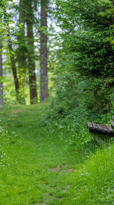 Holzbank an einem grasbewachsenen Waldweg, umgeben von Bäumen, Sträuchern und Farnen. | © TVB Piesendorf Niedernsill, Foto Brcina Photography 