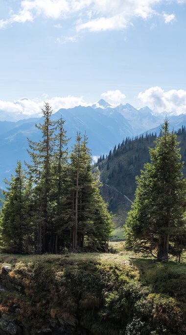 Alpine meadow with conifer trees and a cow, wooded mountain slopes and distant peaks beneath a blue sky. | © TVB Piesendorf Niedernsill, Fotograf Chris Eder