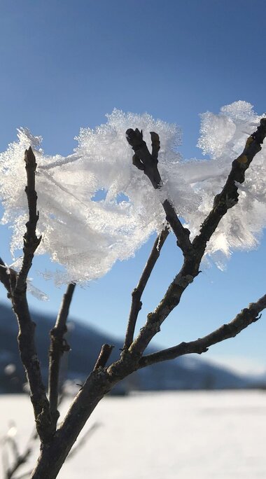 Ice crystals on a branch with a snow-covered landscape and mountains beneath a blue sky. | © TVB Piesendorf Niedernsill, Foto Harry Liebmann 