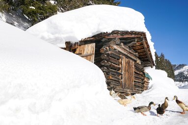 Verschneite Holzhütte mit Enten an einem Winterweg in Piesendorf und Niedernsill. | © TVB Piesendorf Niedernsill, Foto Harry Liebmann 