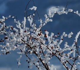 Rose hips in winter magic | © TVB Piesendorf Niedernsill, Foto Harry Liebmann