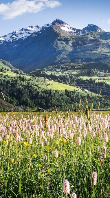 Blumenwiese bei Piesendorf mit rosa Blüten und Blick auf die Hohe Arche und umliegende Berggipfel. | © TVB Piesendorf Niedernsill, Foto Harry Liebmann 
