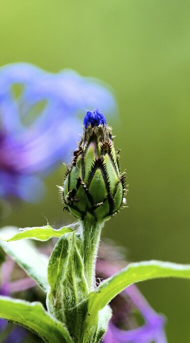 Blaue Blüte mit Ameise | © TVB Piesendorf Niedernsill, Foto Harry Liebmann 