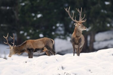 Der Hirsch bei der Wildtierfütterung im Winter | © NPHT, Foto Rieder