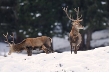 Two red deer with antlers stand in the snow in front of a coniferous forest in Hohe Tauern National Park. | © NPHT, Foto Rieder