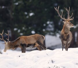 Two red deer with antlers stand in the snow in front of a coniferous forest in Hohe Tauern National Park. | © NPHT, Foto Rieder