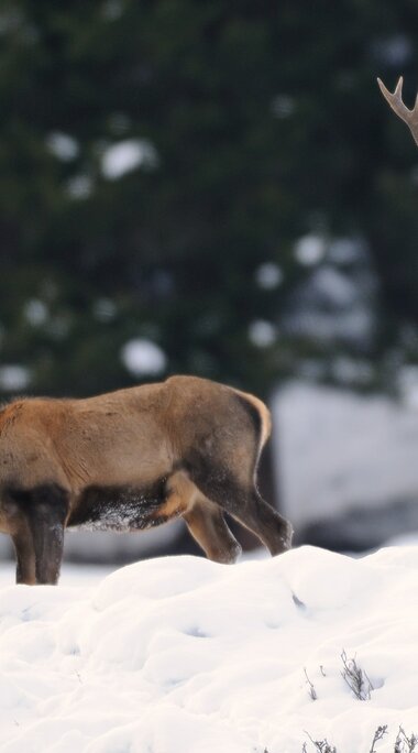 Der Hirsch bei der Wildtierfütterung im Winter | © NPHT, Foto Rieder