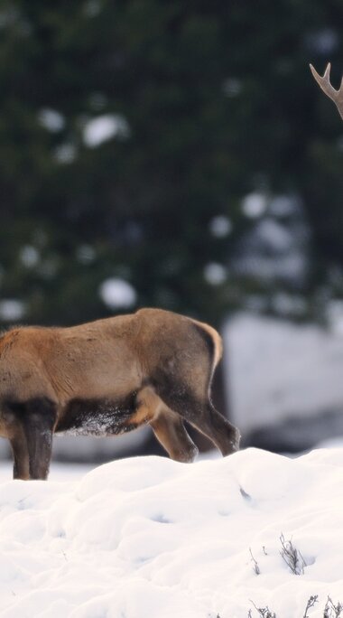 Zwei Rothirsche mit Geweih stehen im Schnee vor einem Nadelwald im Nationalpark Hohe Tauern. | © NPHT, Foto Rieder