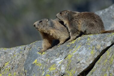 The alpine marmot, also known as the "Mankei", lives in families in underground burrows. | © NPHT, Foto Rieder