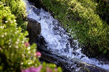 Gebirgsbach fließt über dunkle Steine zwischen Gräsern und alpiner Vegetation. | © Ferienregion Nationalpark Hohe Tauern, Foto Michael Huber
