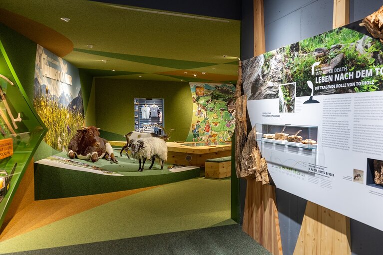 Exhibition at the Hohe Tauern National Park Centre in Mittersill with information panels, animal models and wood exhibits. | © Ferienregion Nationalpark Hohe Tauern, Foto Franz Reifmüller