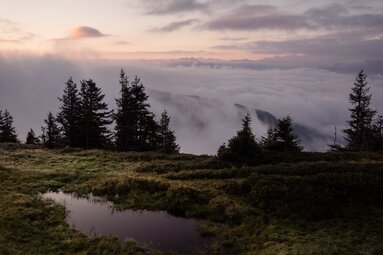 Blick von Etappe 09 des Hohe Tauern Panorama Trails über Nadelbäume und ein Wolkenmeer zu entfernten Berggipfeln. | © Ferienregion Nationalpark Hohe Tauern, Gerald Demolsky