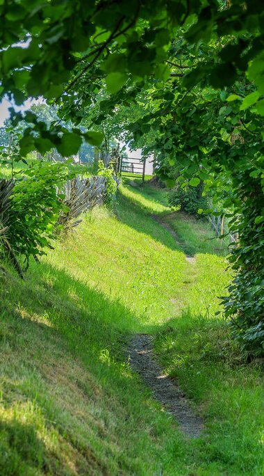 Schmaler Kulturlandschaftsweg zwischen alten Bäumen und einem Holzzaun in Piesendorf-Niedernsill. | © TVB Piesendorf Niedernsill, Foto Brcina Photography