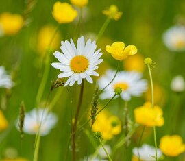 Weiße Margeriten und gelbe Blüten zwischen grünen Gräsern auf einer Wiese. | © Brcina Photography