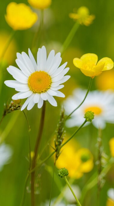 White daisies and yellow flowers among green grasses in a meadow. | © Brcina Photography