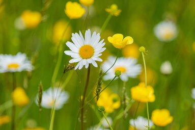 Weiße Margeriten und gelbe Blüten zwischen grünen Gräsern auf einer Wiese. | © Brcina Photography