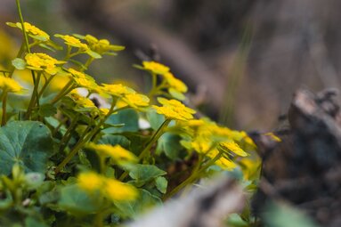 Close-up of small yellow flowers and green leaves against a blurred dark background. | © Brcina Photography