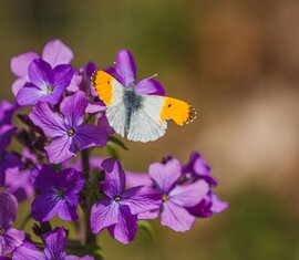 Aurorafalter mit weißen Flügeln und orangefarbenen Flügelspitzen sitzt auf violetten Blüten. | © Brcina Photography