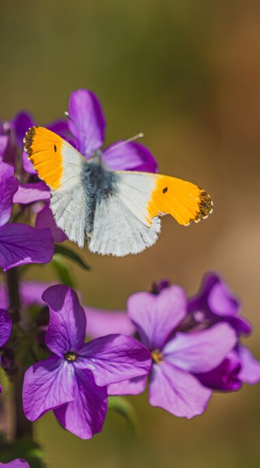 Orange-tip butterfly with white wings and orange wingtips resting on purple flowers. | © Brcina Photography