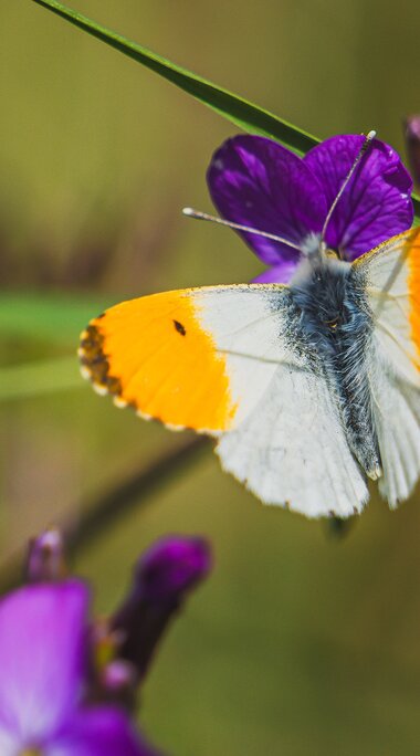 Schmetterling mit weiß-orangefarbenen Flügeln zwischen violetten Blüten und grünen Gräsern | © Brcina Photography