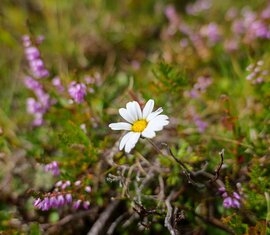White oxeye daisy among green plants and small purple flowers. | © TVB Piesendorf Niedernsill, Foto Brcina Photography 