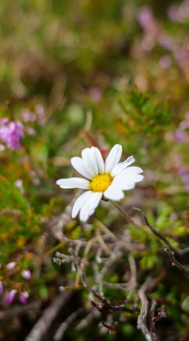 White oxeye daisy among green plants and small purple flowers. | © TVB Piesendorf Niedernsill, Foto Brcina Photography 