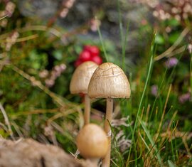 Mehrere hellbraune Pilze wachsen zwischen Gras und Moos, ein Pilz steht im Vordergrund im Fokus. | © TVB Piesendorf Niedernsill, Foto Brcina Photography 