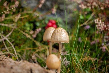 Mehrere hellbraune Pilze wachsen zwischen Gras und Moos, ein Pilz steht im Vordergrund im Fokus. | © TVB Piesendorf Niedernsill, Foto Brcina Photography 
