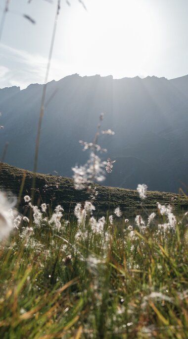 Cottongrass at Hacklsee in front of mountain scenery, with the sun shining above the ridge. | © TVB Piesendorf Niedernsill, Foto Janine Wenzel 